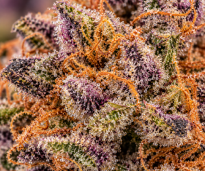 Fleur Strawberry Gelato THC dans sa version Strawberry Gelato en ligne boutique